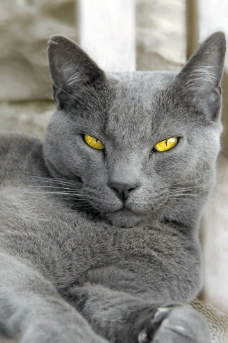 刚孵出的小鸡图片_家禽家畜_生物世界_图行天