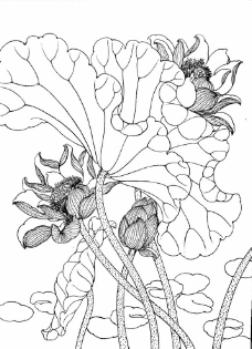 工笔画线描花卉荷花图片