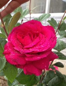 雨露玫瑰图片