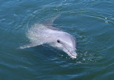海中动物海洋动物鲸鱼海中鲸