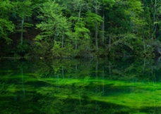 绿树风景图片