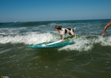 宠物狗冲浪的狗狗图片