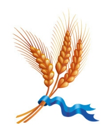 小麦丰收丝带捆扎
