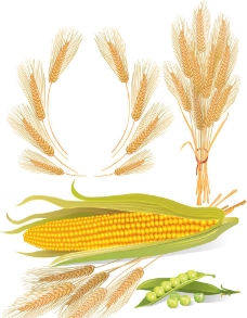 豌豆麦穗玉米图片