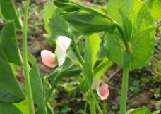 豌豆花图片