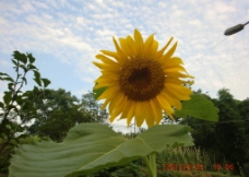 向日葵 太阳花图片