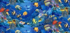 海洋生物 热带鱼图片
