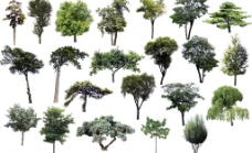 绿树园林绿色树木设计psd分层素材图片