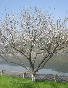 杭州西湖樱花特写图片