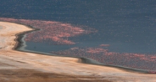 肯尼亚火烈鸟鸟的天堂图片