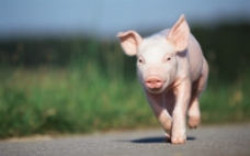 宠物猪奔跑的小猪图片