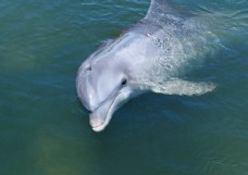 海中动物海洋动物鲸鱼海中鲸