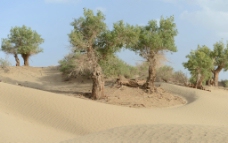 塔克拉玛干大沙漠中的树木摄影图图片