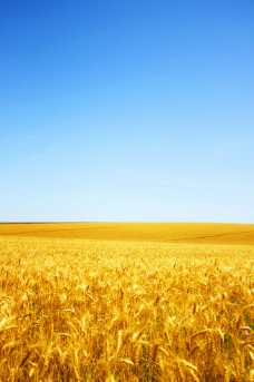 小麦丰收的喜悦图片