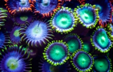 水族馆珊瑚图片