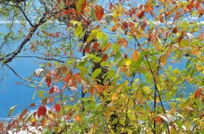 绿树水深秋