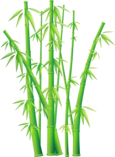 绿色叶子翠绿的竹竿