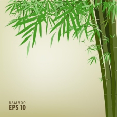 富贵竹丛林