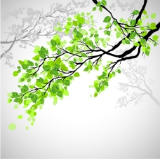 春季背景绿叶盎然的树枝