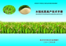 水稻画册图片