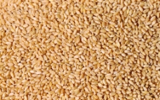 五谷杂粮粉小麦小麦背景图片