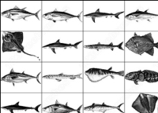 多种常见海洋鱼类笔刷