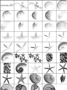 贝壳海星海螺海洋生物笔刷
