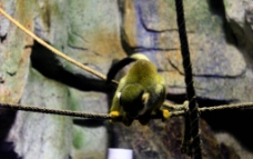 南美洲猴子图片