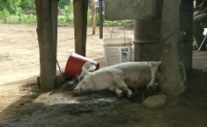 生猪养殖老母猪图片