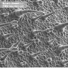 昆虫显微镜图片微生物细胞蛋白球生命力