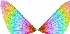 炫彩翅膀图片