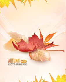 秋天背景秋天的树叶背景图片
