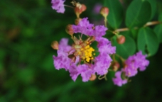 紫薇花图片