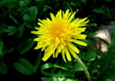 黄色雏菊图片