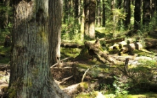 树木原始森林摄影图片