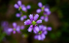 紫花（假龙头）图片