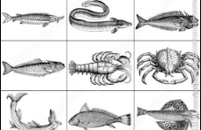 海鱼海洋生物笔刷图片