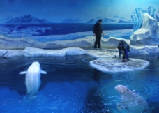 水族馆白鲸图片