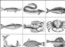 海鱼海洋生物笔刷