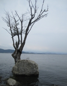 洱海枯木图片