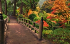公园秋景 小桥图片