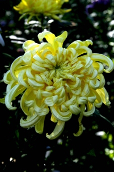 黄菊花图片