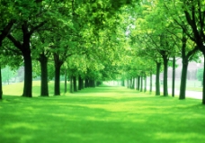 绿树林图片