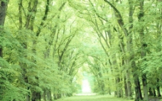 绿树林森林公园图片