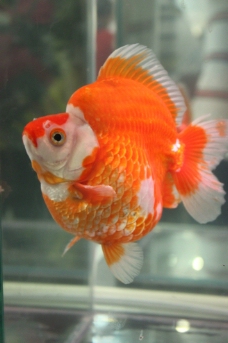 琉金金鱼图片免费下载,琉金金鱼设计素材大全,琉金金