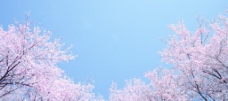 樱桃园樱花蓝天图片