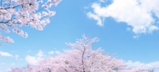 樱桃园樱花蓝天图片