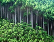 绿树林图片