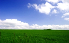 牧草和蓝天图片