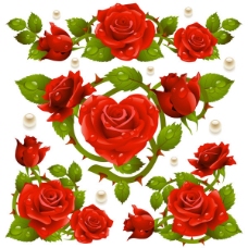 玫红色玫瑰鲜艳红玫瑰矢量图
